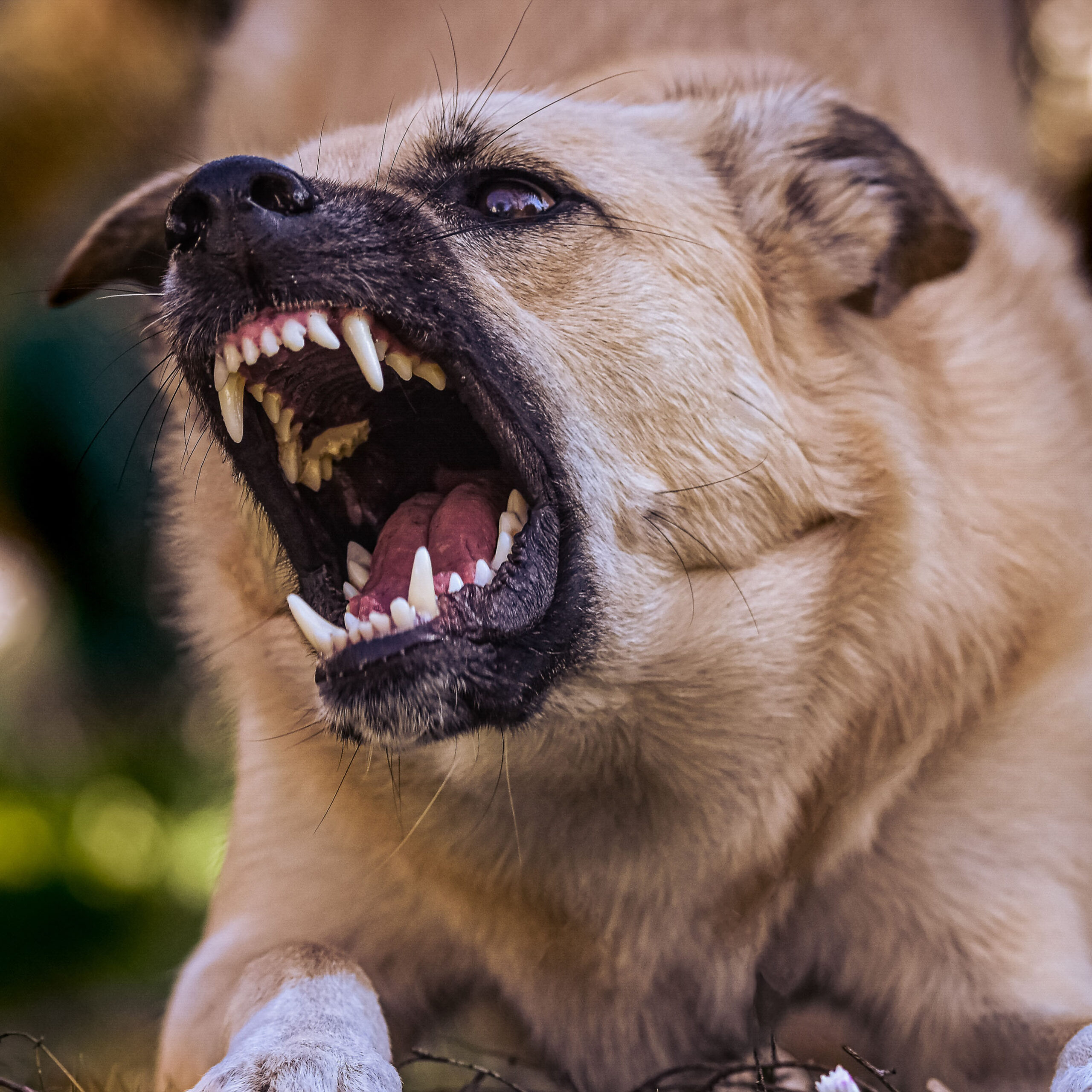 aggressivedog
